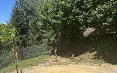 Centro Estivo nel Bosco di Vicoforte: al via la prima settimana tra natura, sport e tante esperienze